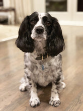 Load image into Gallery viewer, Custom Pet Card Reorder